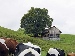 Experten schätzen, dass die Feldscheune Laimenrain bei Zeglingen zwischen 1880 und 1914 erstellt wurde. Der Verein und viele Freiwillige setzten sie wieder instand.
